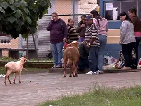 Carneiro com a doença das cabras loucas!